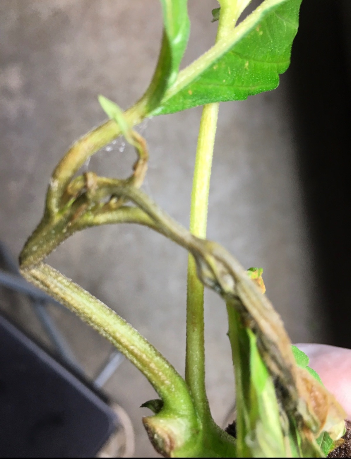 Plant photo